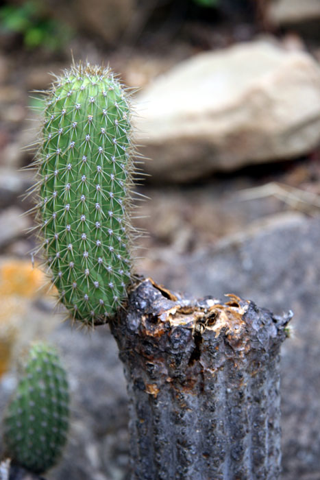 Cactus Stump