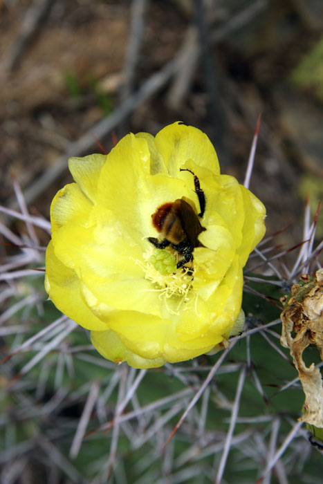 Pollen Junkie