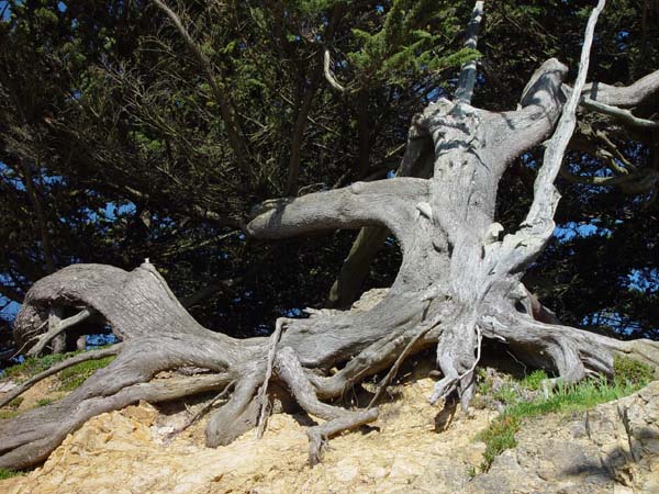 Gnarled_Roots