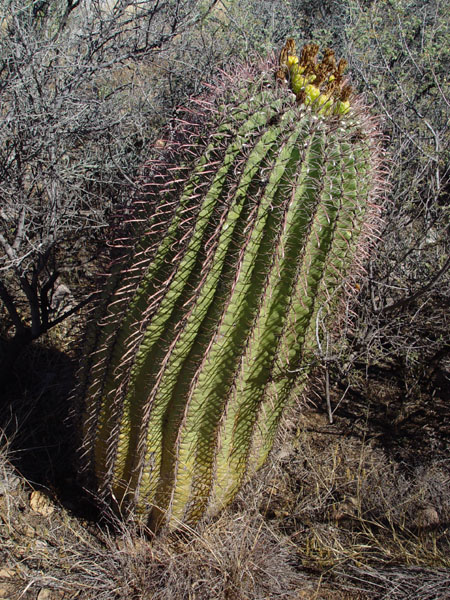 Barrel_Cactus