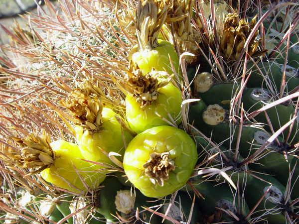 Cactus_Fruit