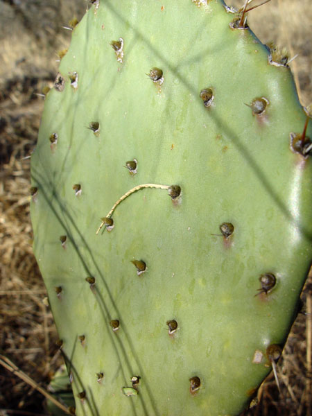 Prickly_Pear_Paddle
