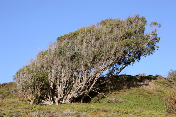 Windswept_Tree