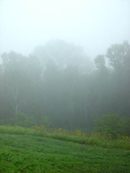 Cottonwood_Fog