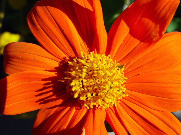 Orange_Flower