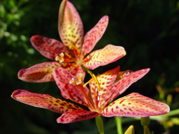 Spotted_Lillies