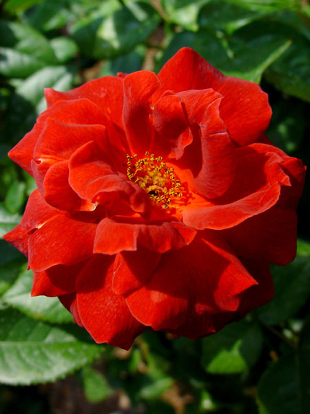 Stereotypical_Red_Rose