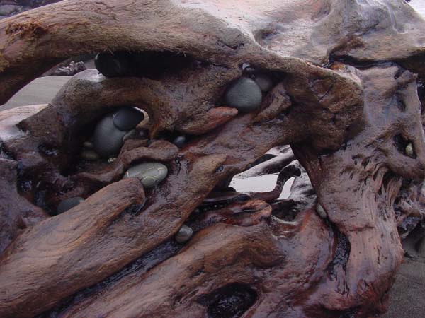 Driftwood with Lodged Stones