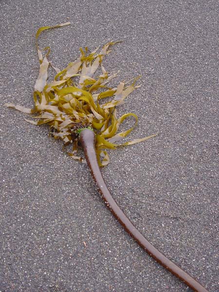 Kelp Washed Ashore