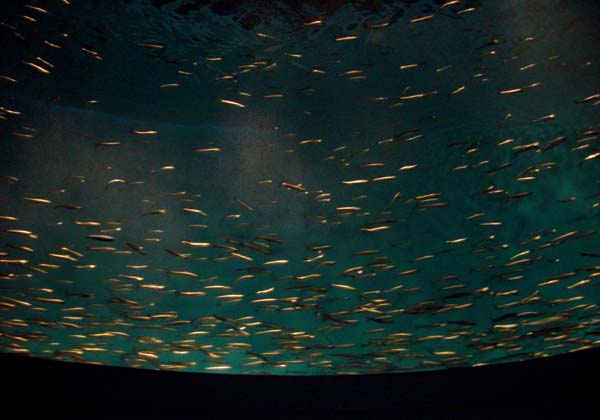 Sardine_Dome