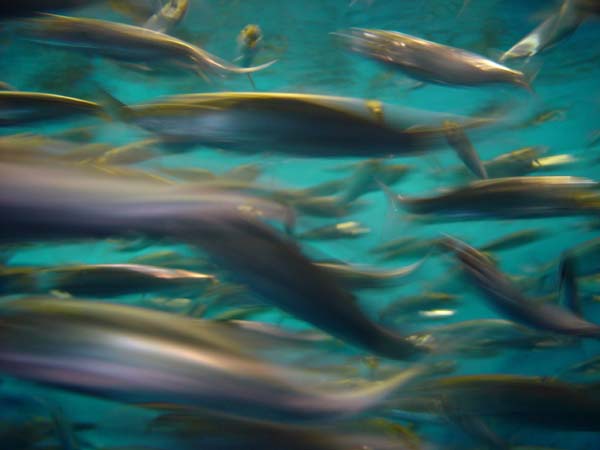 Sardine_School_(Long_Exposure)