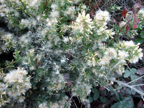 Fuzzy_Flowers