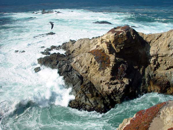 Pelican_and_Surf