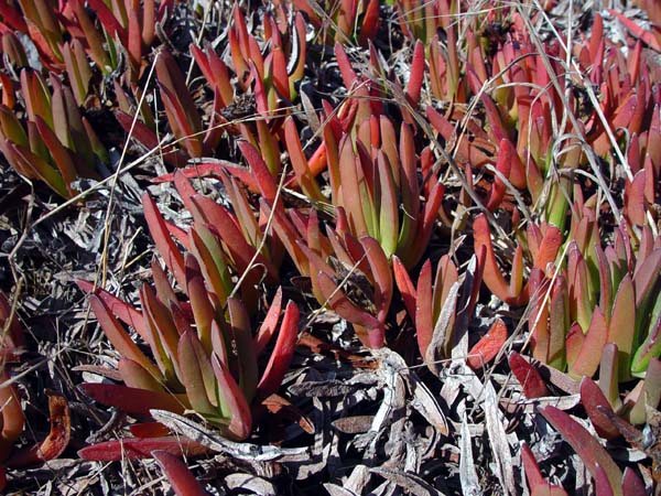 Red_Succulents