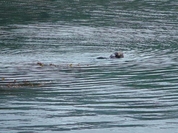 Sea_Otter