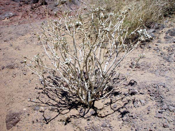 Bleached_Plant