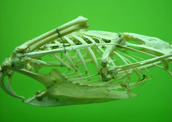 Ribcage