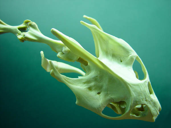 The_Diver
