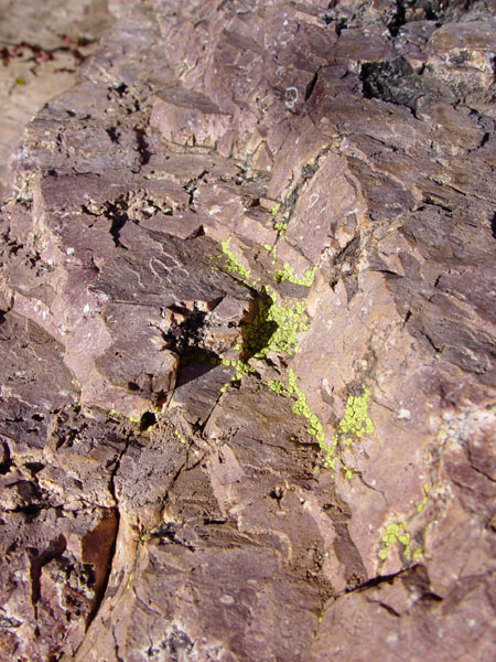 Green_Lichen