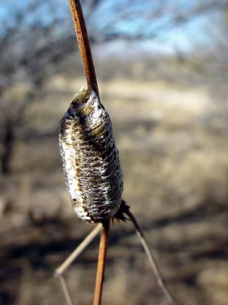 Mysterious_Pod