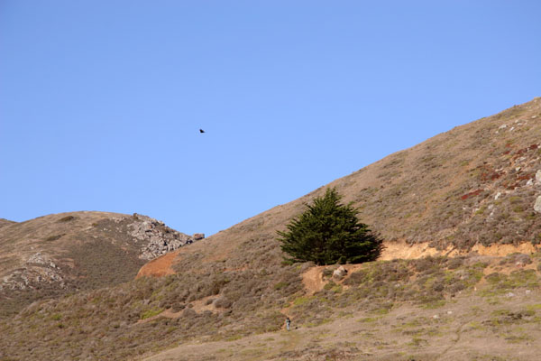 Hillside_Conifer