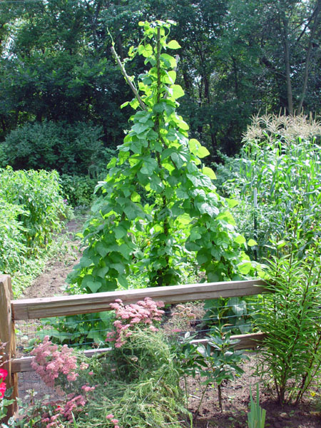 Beanpoles