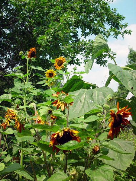 Sunflower_Gaggle