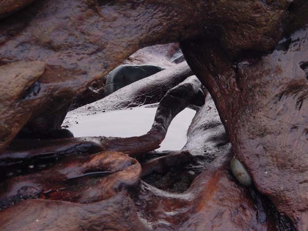Driftwood Puddle