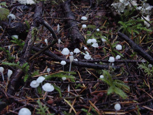 Miniture White Mushrooms