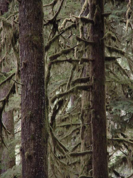 Mossy Cedars