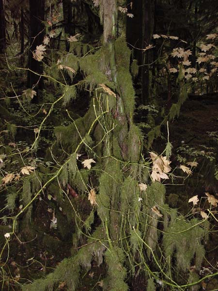 Rainforest Moss
